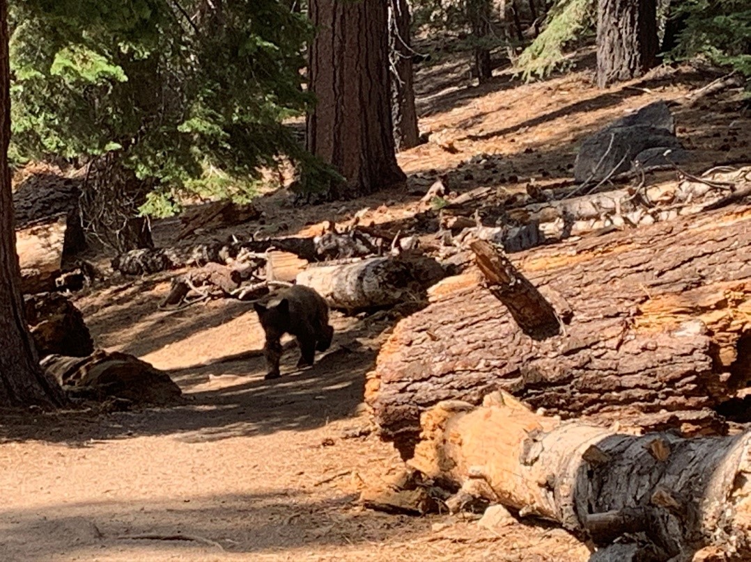 Yosemite - bear