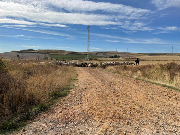 Sheep crossing