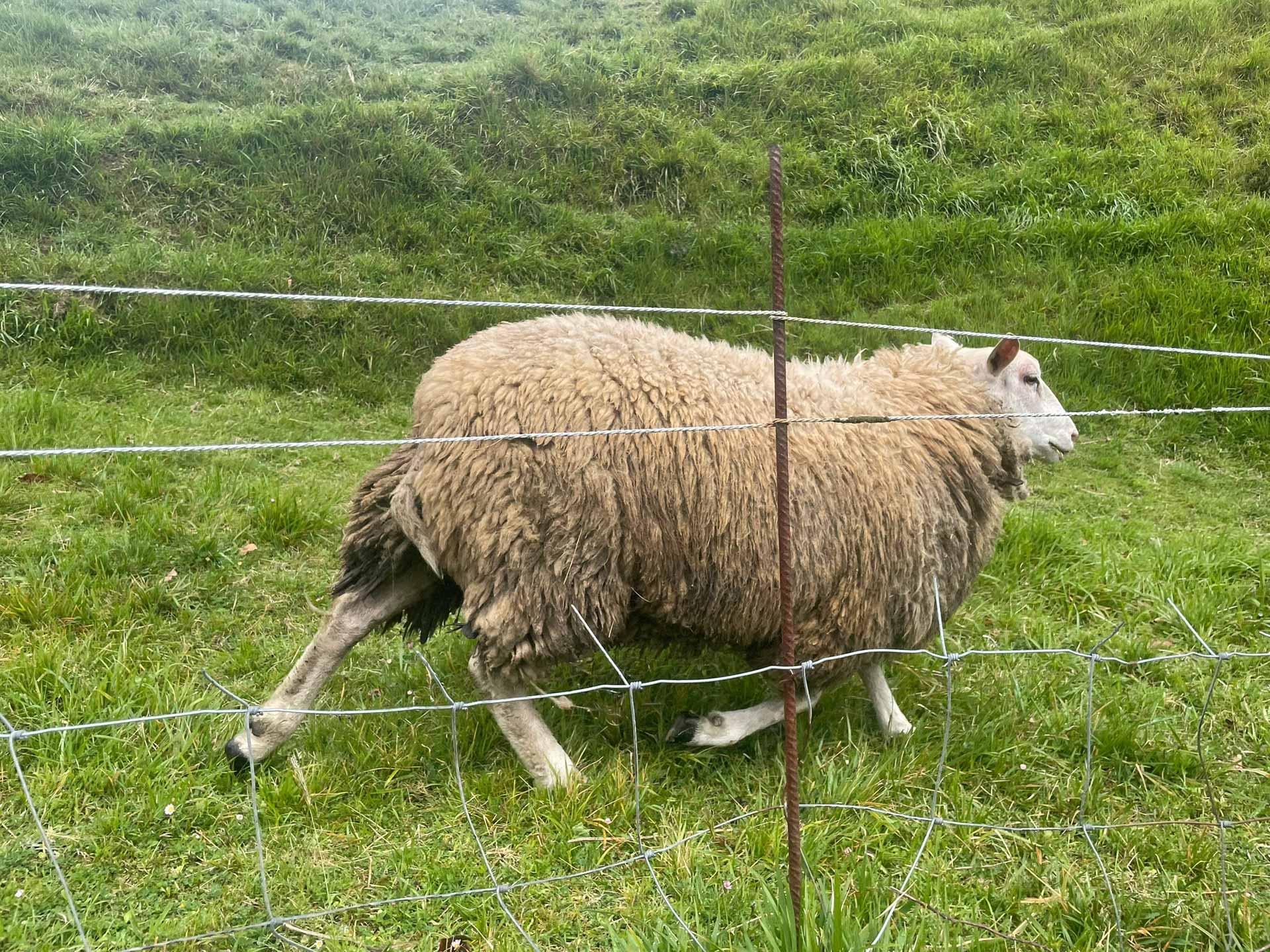 Farm animals on the Camino del Norte